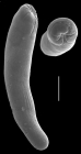 Orthoplecta clavata