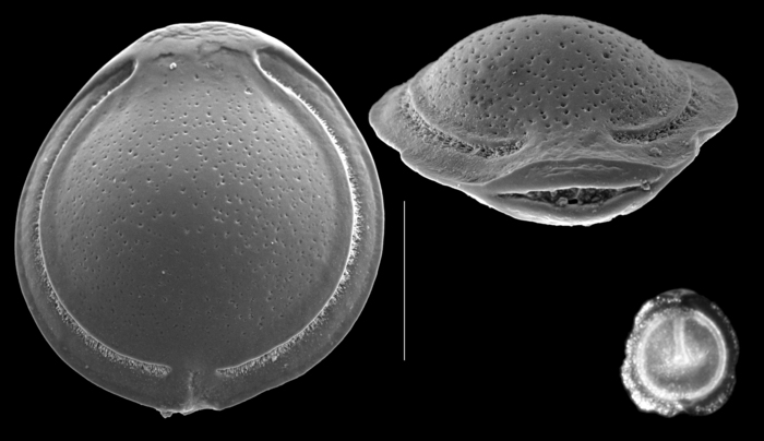 Palliolatella fasciata carinata