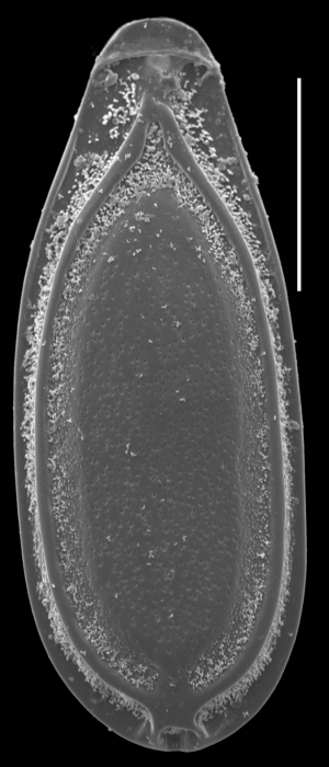 palliolatella peponisema palliolatella peponisema