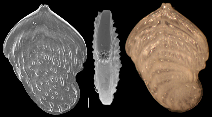 Palmula robusta Palmula robusta