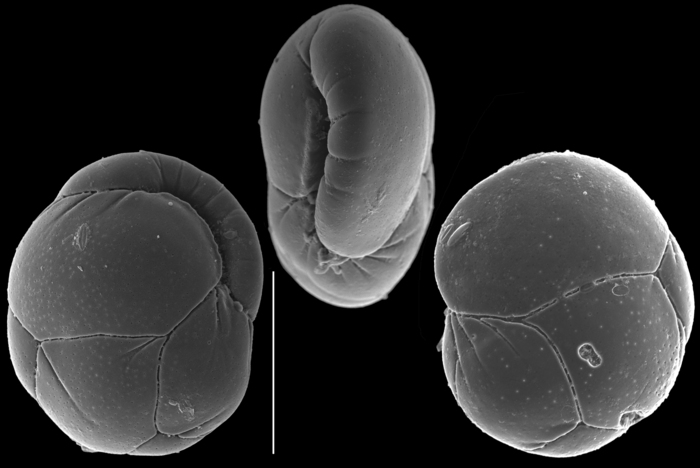 Paracassidulina sulcata