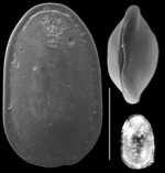 Parafissurina erecta