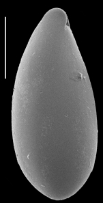 Parafissurina himatiostoma