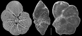 Pararotalia nipponica