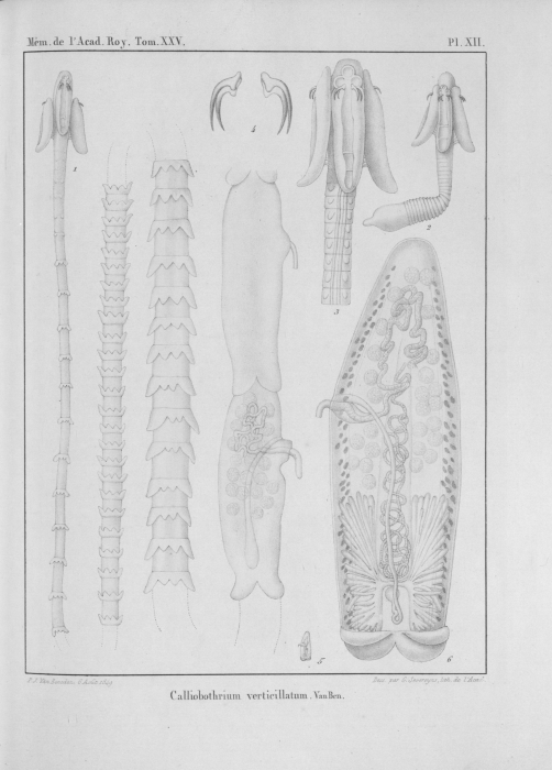 Van Beneden (1850, pl. 12) Van Beneden (1850, pl. 12)