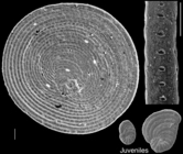 Parasorites orbitolitoides