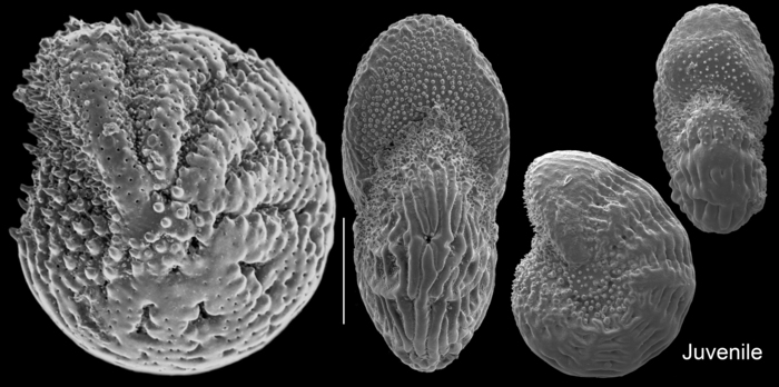 Parrellina hispidula Parrellina hispidula