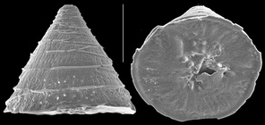 Patellina altiformis