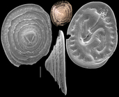 Patellina elaborata