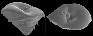 Patellinella carinata