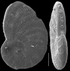 Peneroplis planatus