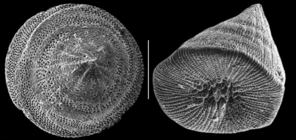 Pileolina minogasiformis