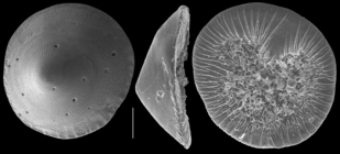 Pileolina zealandica