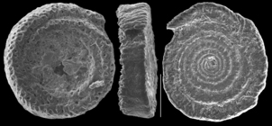 Planispirillina inaequalis
