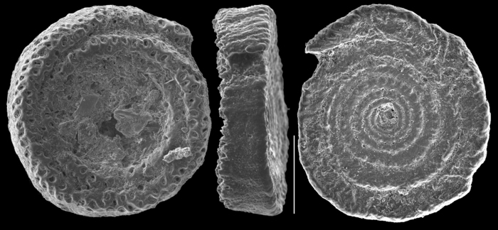 Planispirillina inaequalis Planispirillina inaequalis