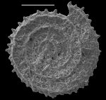 Planispirillina parvispinata