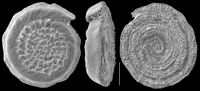 Planispirillina tuberculatolimbata Planispirillina tuberculatolimbata