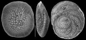 Planoglabratella opercularis