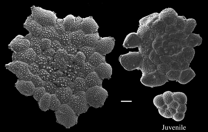 Planogypsina acervalis Planogypsina acervalis