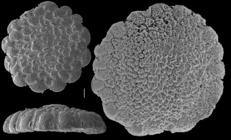 Planorbulinella larvata