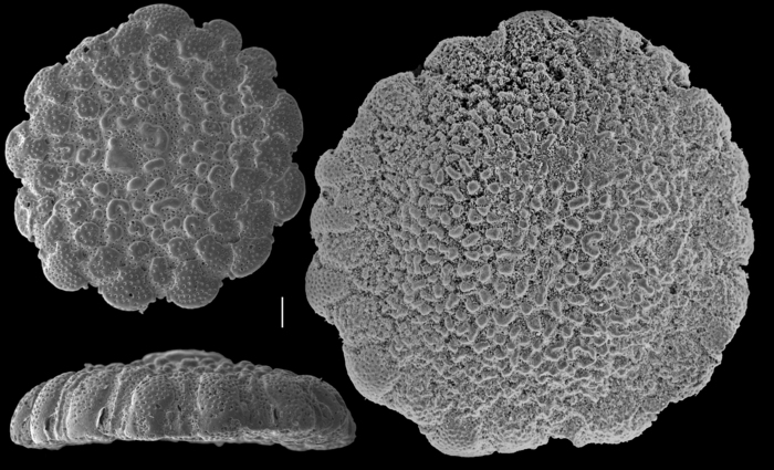 Planorbulinella larvata Planorbulinella larvata