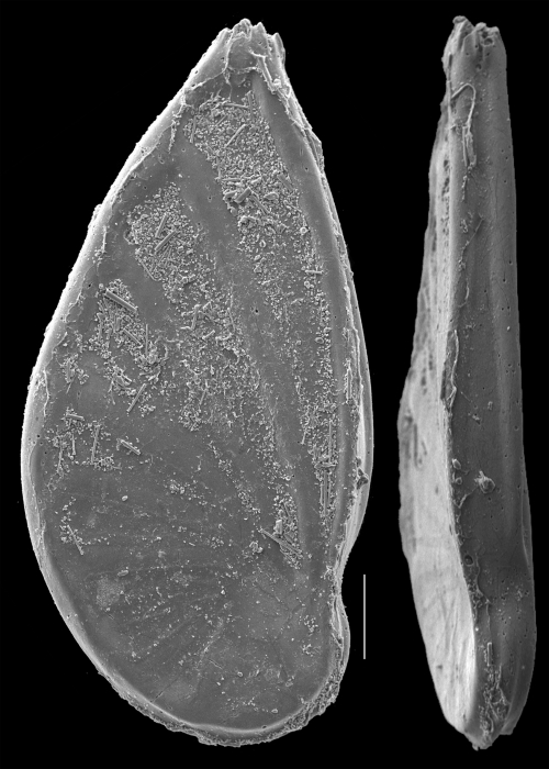 Planularia californica