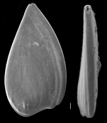 Planularia mirabilis