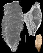 Plotnikovina timorea