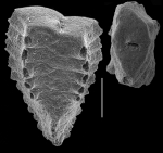 Plotnikovina transversaria