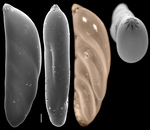 Polymorphinella pacifica