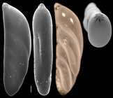 Polymorphinella pacifica