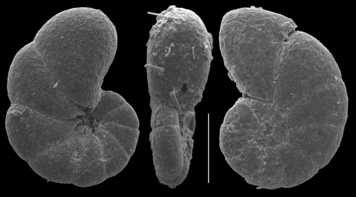 Polystomammina lobatula Polystomammina lobatula