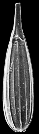Procerolagena cylindrocostata