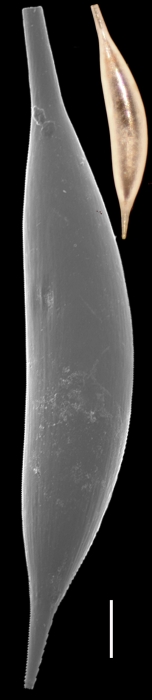 Procerolagena distoma Procerolagena distoma