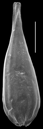 Procerolagena implicata