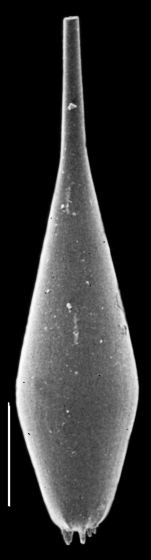 Procerolagena intricata