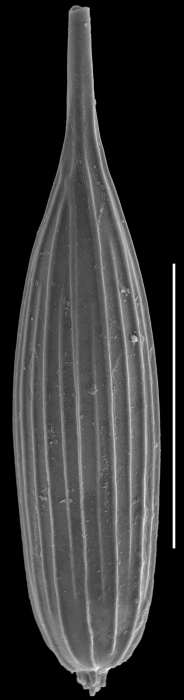Procerolagena meridionalis Procerolagena meridionalis