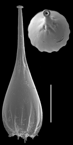 Procerolagena oceanica