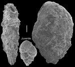Pseudobolivina brevis