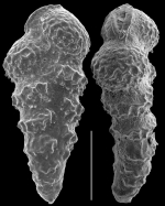 Pseudobrizalina lobata