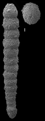 Pseudocavulina serventyi