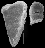 Pseudogaudryina pacifica