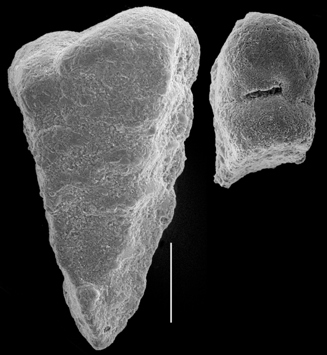 Pseudogaudryina pacifica Pseudogaudryina pacifica