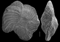 Pseudohauerina involuta
