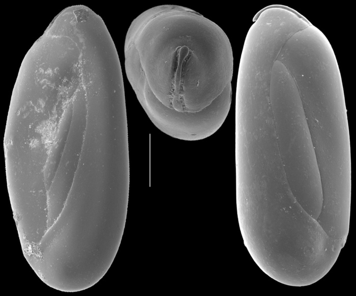 Pseudolachlanella slitella Pseudolachlanella slitella