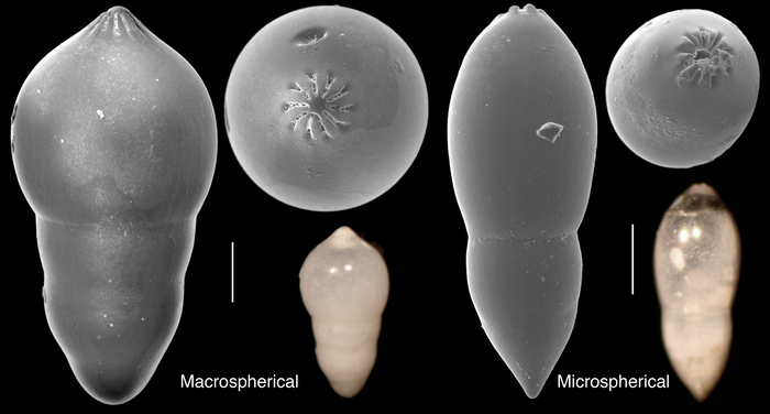 Pseudonodosaria discreta Pseudonodosaria discreta