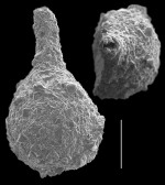 Pseudothurammina limnetes