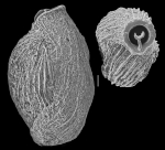 Pseudotriloculina linneiana