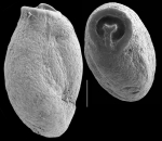 Pseudotriloculina subgranulata