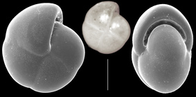 Pullenia quadriloba